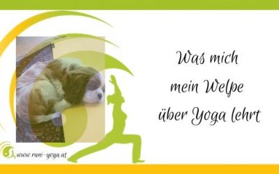 Was mich mein Welpe über Yoga lehrt – Yoga mit Hund
